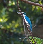 collared kingfisher sx40hs IMG_2127.jpg