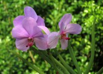 orchids sx40hs IMG_2250.jpg