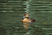 whistling duck sx40hs IMG_1857.jpg