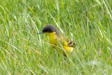 Yellow Wagtail 120510 IMG_5011 web.jpg