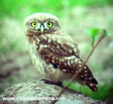 Swinhoe's Owlet, Xianghai, Jilin province.JPG