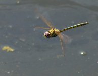 Dragonfly in flight.JPG