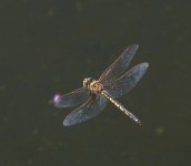 Dragonfly in flight1.JPG