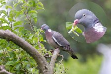 Woodpigeon 120617 IMG_6184.jpg