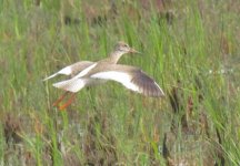 Common Redshank.jpg