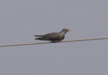 Eurasian Cuckoo 2.jpg