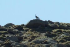 Ptarmigan1b_May2011.jpg