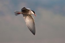 Whiskered tern.jpg