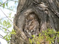 Eastern Screech Owl Digiscoped.jpg