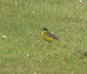 Grey-headed Wagtail, West Runton (small).jpg