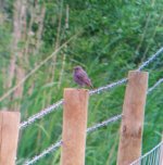 Black redstart tices 2.jpg