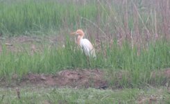 Cattle Egret.jpg