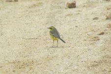 Yellow Wagtail taivana.jpg