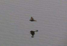 Sand Martin 2.jpg