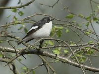 Pied Flycatcher 6455.jpg