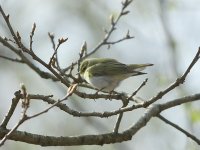 Wood Warbler 6468.jpg