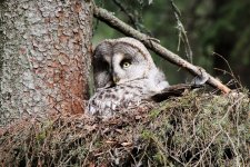 Reduced Great Grey Owl.jpg