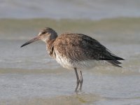 612_13468fem Eastern Willet.jpg