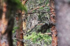 Reduced Ural Owl.jpg