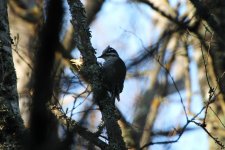 Reduced Three-toed Woodpecker (female).jpg