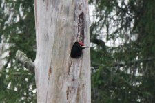 Reduced Black Woodpecker.jpg