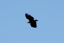 Reduced White-tailed Eagle.jpg