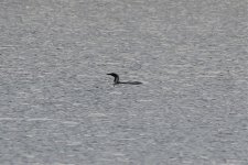 Reduced Black-throated Diver.jpg