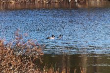 Reduced Red-necked Grebe.jpg