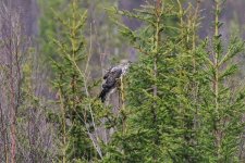 Reduced Honey Buzzard.jpg