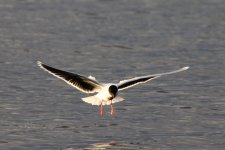 Reduced Little Gull - 2.jpg