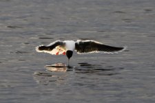 Reduced Little Gull - 3.jpg