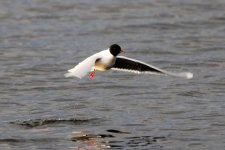 Reduced Little Gull - 4.jpg