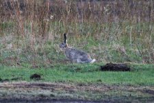 Reduced Mountain Hare.jpg