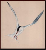 tern painting1.png