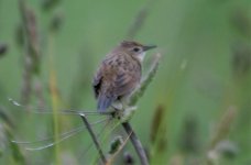 grasshopper warbler.jpg