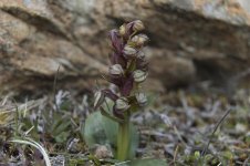 Frog Orchid 2.jpg