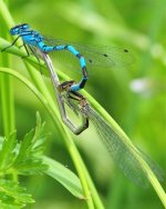 Banded Damselleflies 1.jpg