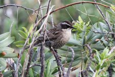 012 Radde's Accentor.jpg