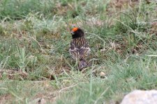 013 Red-fronted Serin.jpg