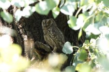 014 Pallid Scops Owl.jpg