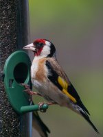 goldfinch_with_scope-1.jpg