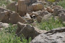 017 Red-tailed Wheatear.jpg