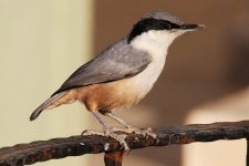 020 Eastern Rock Nuthatch.jpg