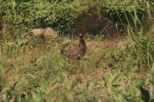 021 Black Francolin.jpg