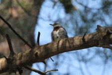 023 Kruper's Nuthatch (adult).jpg