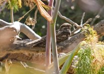 Nightjar luscinia megarhynchos 2 Faneromeni Fields Sigri Lesvos 140512LQ_edited-1.jpg