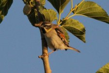 028 Dead Sea Sparrow.jpg