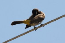 030 Yellow-vented Bulbul.jpg