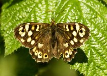 Speckled Wood.jpg