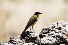 032 Black-headed Wagtail.jpg